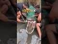Jacaré capturado em Manaus #jacare #amazonas #pesca