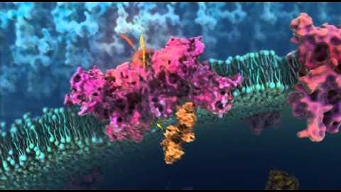 Ajinomoto Althea Corynex Recombinant Protein Expression System