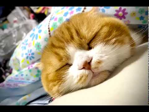 【すたんちゃん】寝る猫。