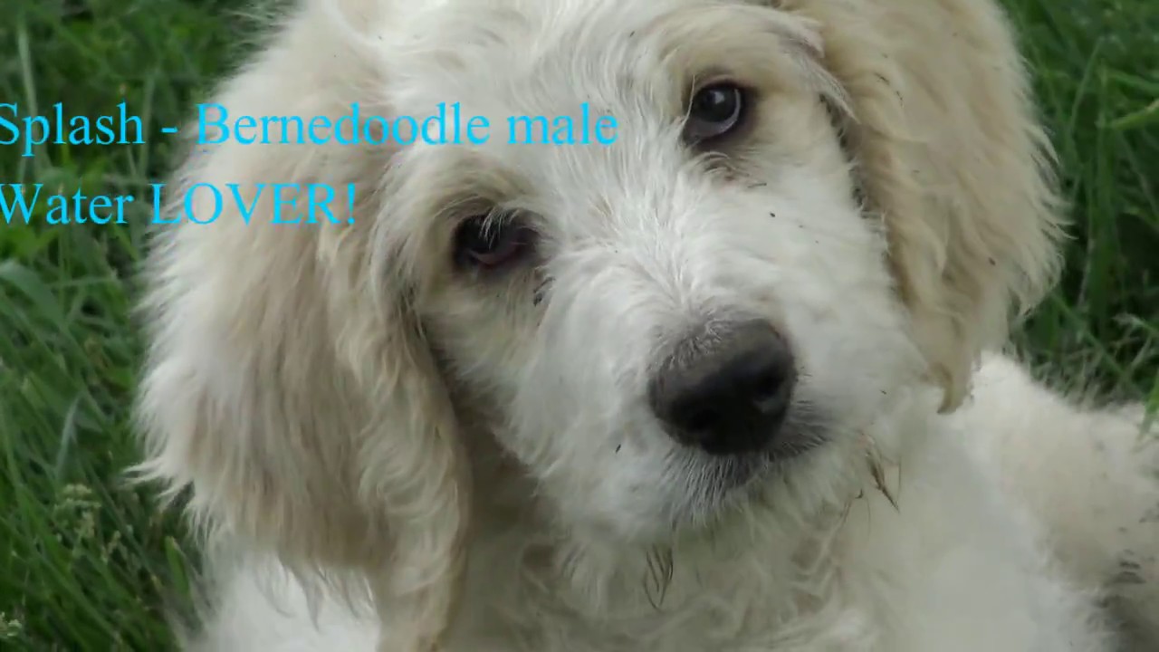 cream bernedoodle