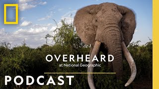 What will it take to save the savanna elephant? | Podcast | Overheard at National Geographic