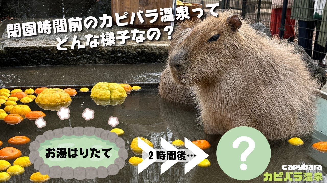 閉園時間前のカピバラ温泉どんな様子？ カピバラ温泉⑥- capybara 