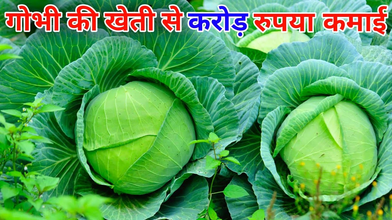 Patta gobhi ki kheti kab aur kaise karen || बाप रे बाप इतना अच्छा पत्ता गोभी 🥱 कैसे हो सकता