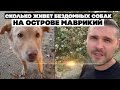 Сколько живет бездомных собак на острове Маврикий. Иногда кормим друзей