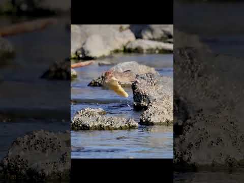 فيران تسحب الخبز Birds طيور الكويت
