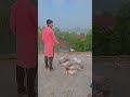 সকালে পায়রা খামারের কিছু মুহুর্ত। #pigeonlover #shorts