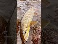Summer days at Taimen Lodge Mongolia  #troutfishing #flyfishing #fishingtips #mongolia