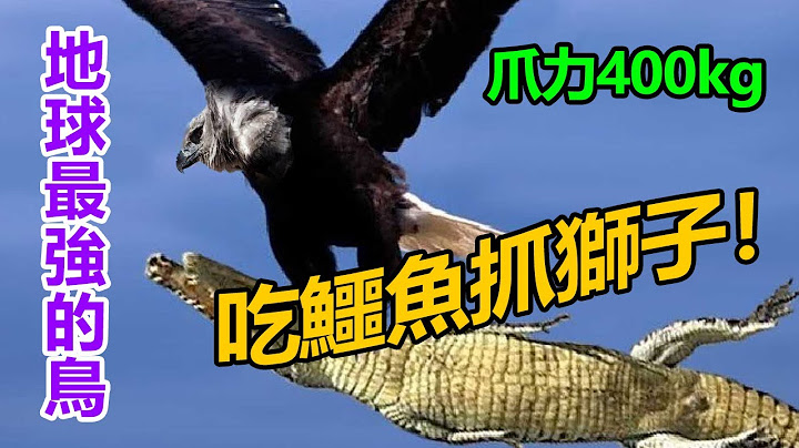 世界10大最强猛禽！第2名进食方式残忍！第1名竟然吃鳄鱼抓狮子！#世界之最#top#最强的鸟 - 天天要闻