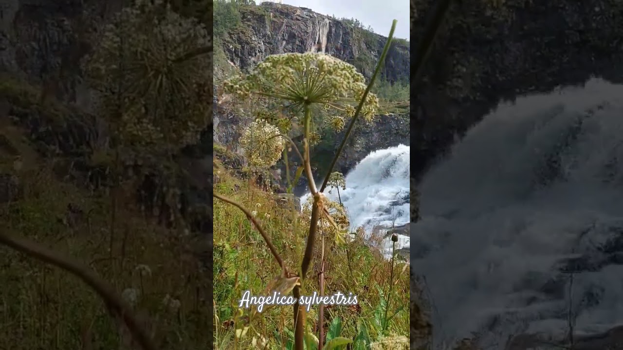 Angelica sylvestris L.
