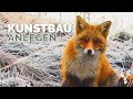 Fuchsjagd  kunstbau anlegen fr fuchs  dachs  jagd auf raubwild