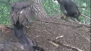 Decorah eaglets first sign of branching