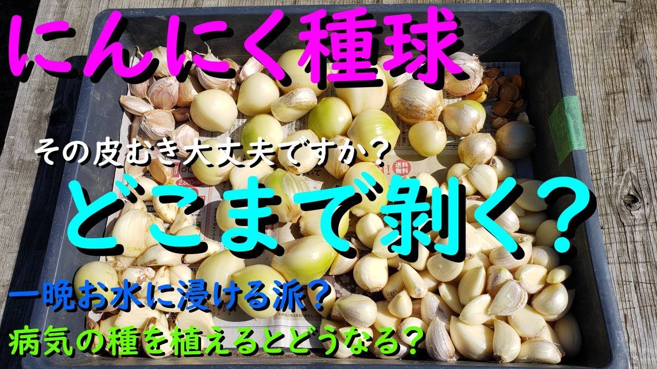 ニンニクの種 Amazon | にんにくのよしだ家 種ニンニクにんにくの種 球根 苗 種子
