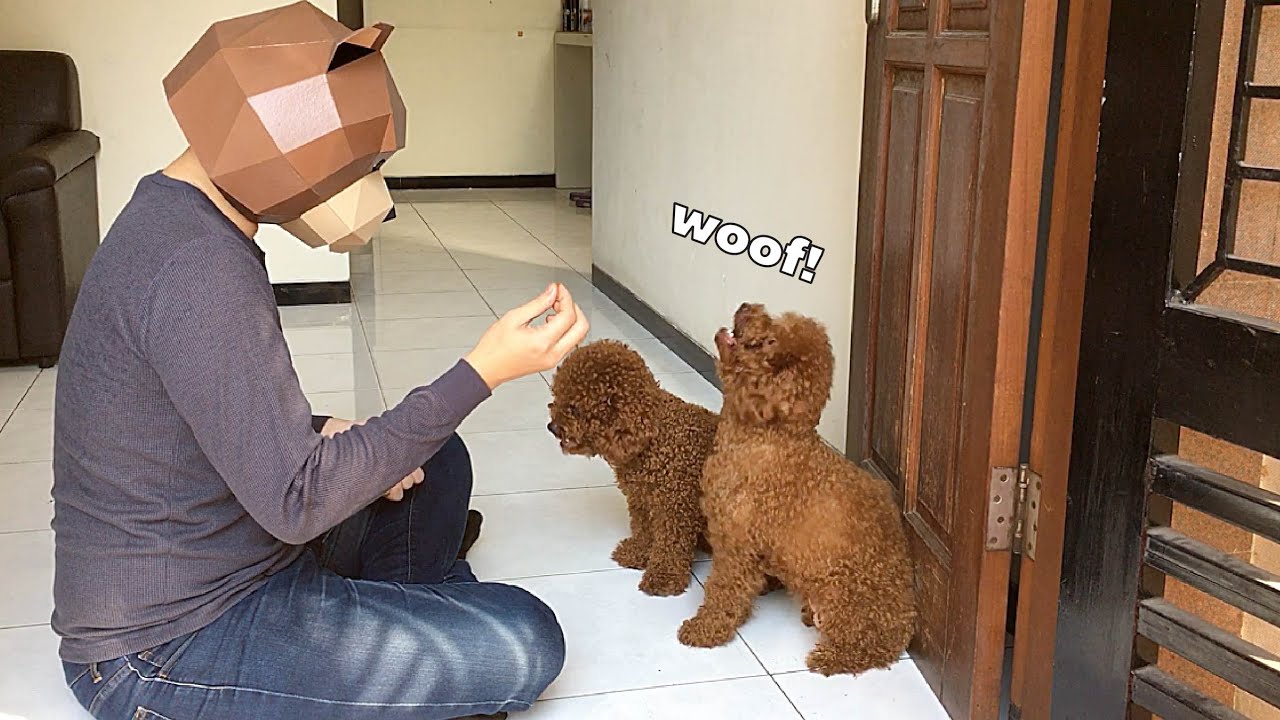 Red toy poodle barking on command YouTube