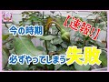 【鉢バラ管理の失敗】嗚呼…、今年もやってしまった水やりのミス！