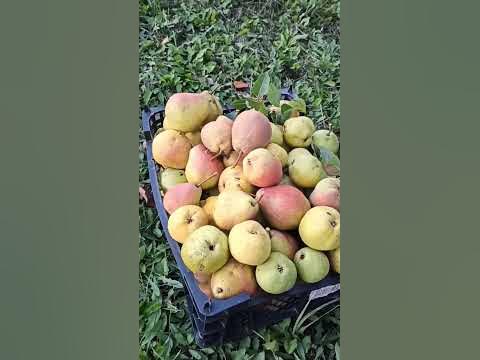 Груша 🍐 нельзя скушать 💡 ? - YouTube
