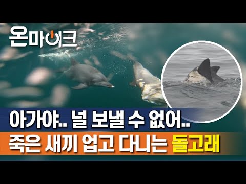 [눈물주의] 세상 떠난 새끼를 업고 헤엄… '돌고래의 모정'에 가슴이 먹먹  [온마이크]