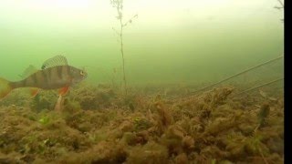 подводная съемка ловли окуня на безмотылку подводная съемка ловли окуня на безмотылку