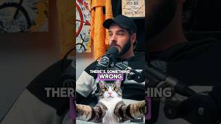 The concept of identity #gender #identity #cat