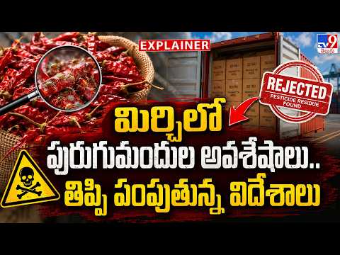Explainer : మిర్చిలో పురుగుమందుల అవశేషాలు.. తిప్పి పంపుతున్న విదేశాలు - TV9 - TV9