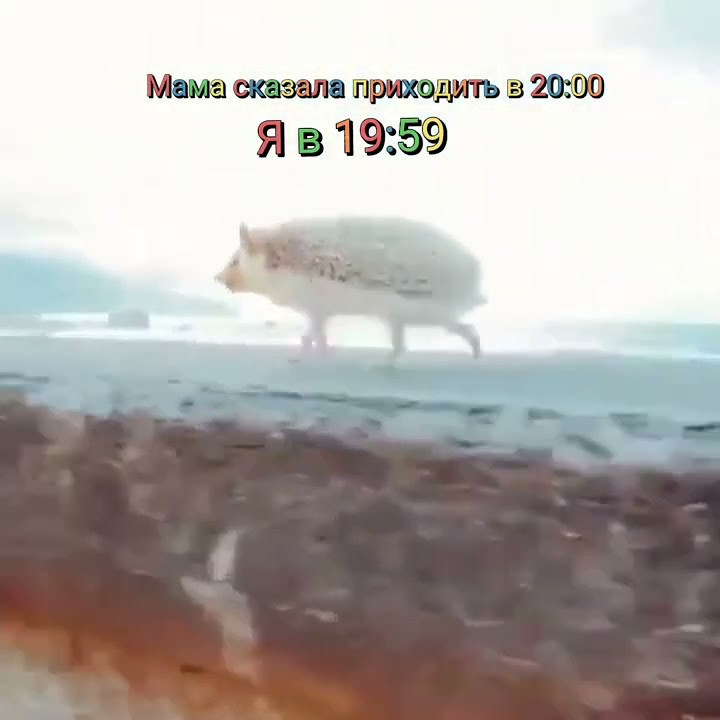 Мем #мемы #мем #shorts - YouTube