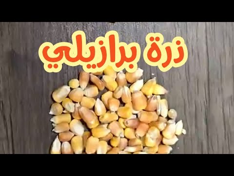 الفرق ما بين الذرة البرازيلي والذرة الاوكراني واستخدامهم في مصانع الاعلاف م فايز الكميلي