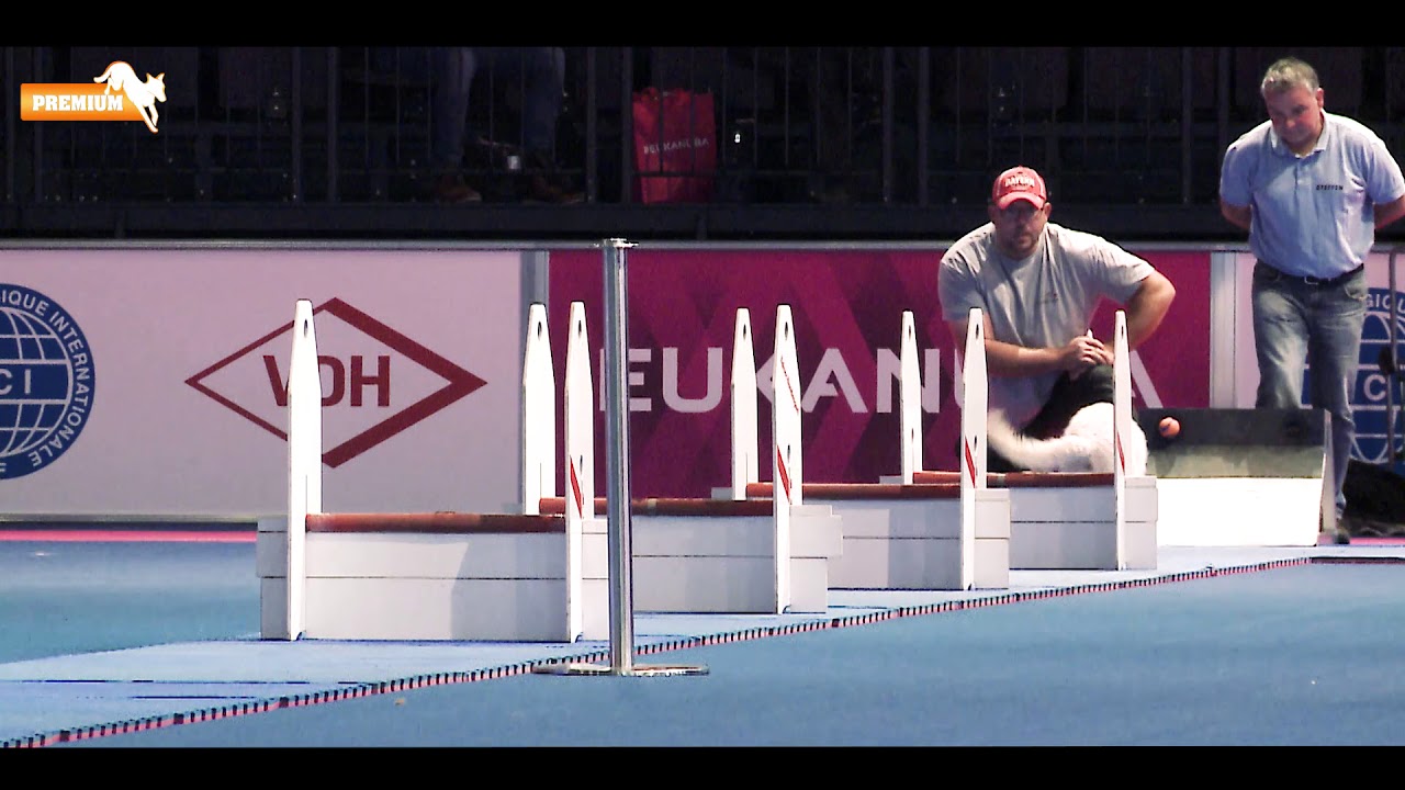 kelpie australiano azul working-dog presents: Flyball at World Dog Show 2017