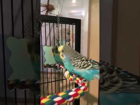 Dancing budgie wants