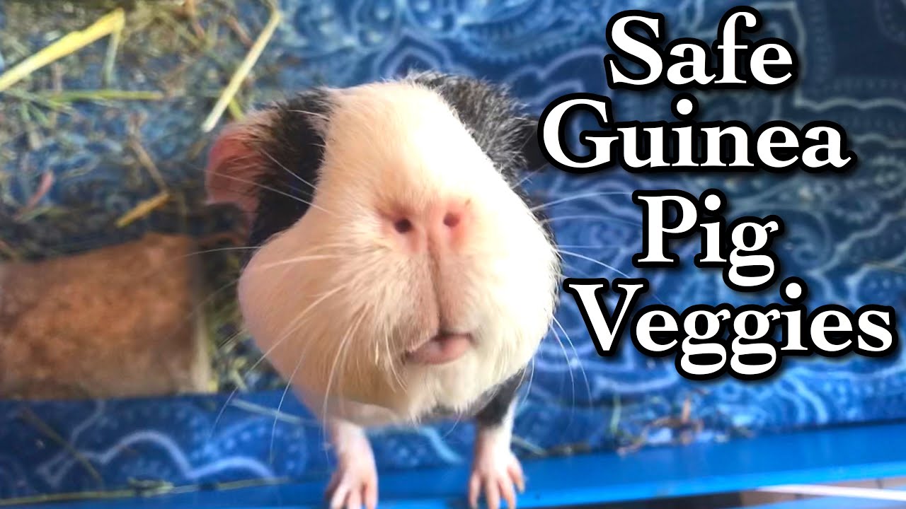 Safe Guinea Pig Veggies! YouTube