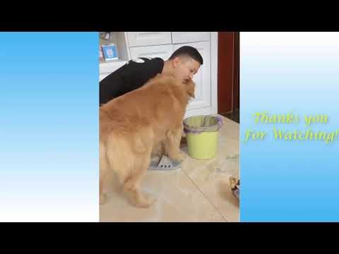 Cute Pets And Funny Animals Compilation #4   Pets Garden