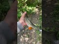 Рибалка на річці Горинь #fishing #рыбалканафидер