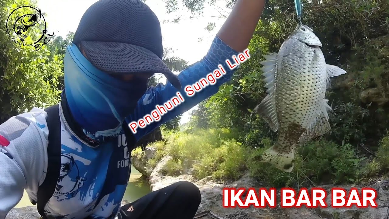 One cast one strike - wild stream fishing #181 #bclfishing