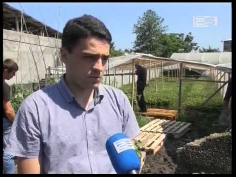 ქედაში მეღვინეობა-მევენახეობის განვითარების მიზნით 30 ათასი ვაზის ნერგი გაიცა