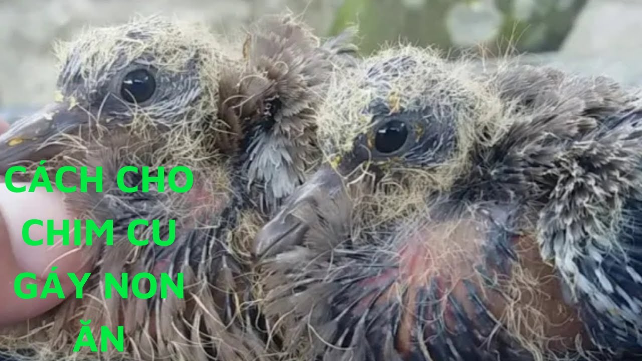 Cách Nuôi Chim Cu Gáy Non Ăn Đơn Giản - Hướng Dẫn Cho Chim Cu Non Ăn, Cuckoo| HOANG TUAN TV