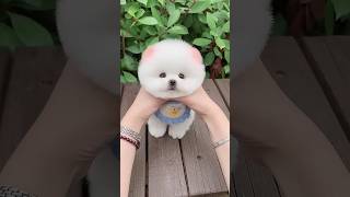 #Cut Puppy🐶, #Dog Lover Pet Happiness #Baby #Hugpet Beautifully #heartlove