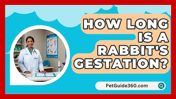 How Long Is A Rabbit