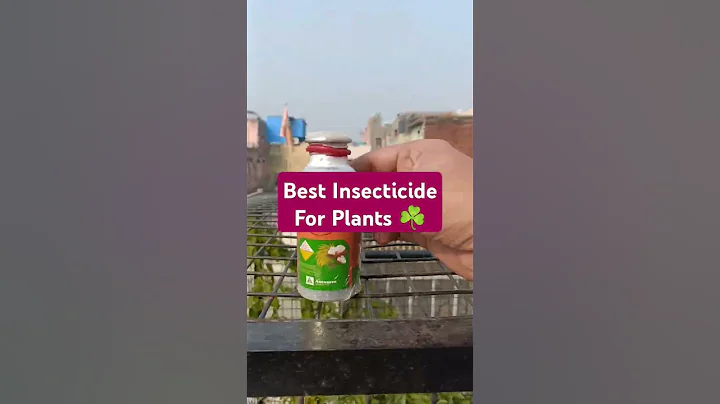 Best Insecticide For Plants ☘️