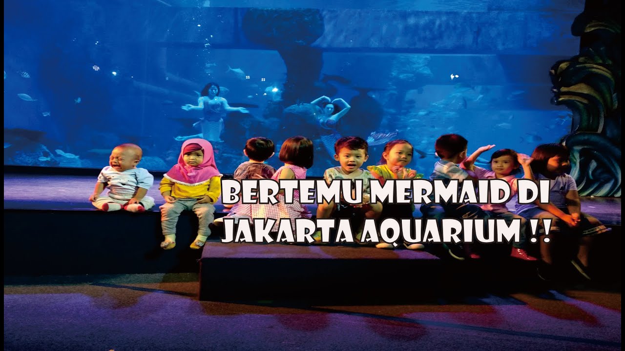 Main ke Jakarta Aquarium dan bertemu Mermaid - YouTube