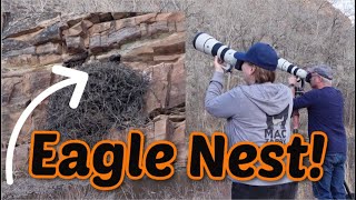GOLDEN Eagles Nesting & Mating Photography | Sony A1 & A7riv with 200-600 lens