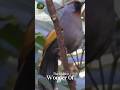Silver Eared Laughingthrush Behavior Revealed#wildlife #animals #shorts