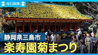 楽寿園で菊まつり　静岡・三島