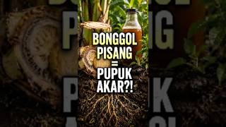 Bonggol Pisang Jadi Pupuk Akar?! Rahasia Mikroba Alami yang Jarang Diketahui #shorts