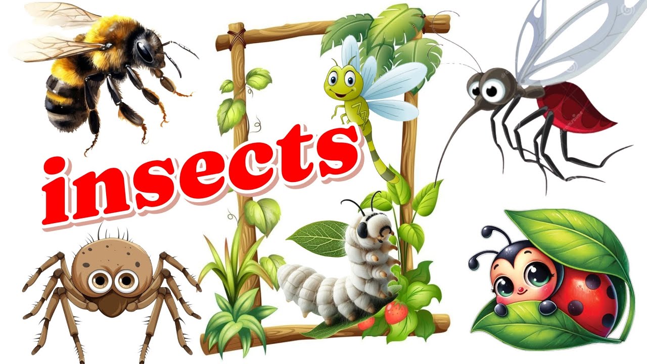 Spell Insects 30 Amazing Insects for Kids! 🐞