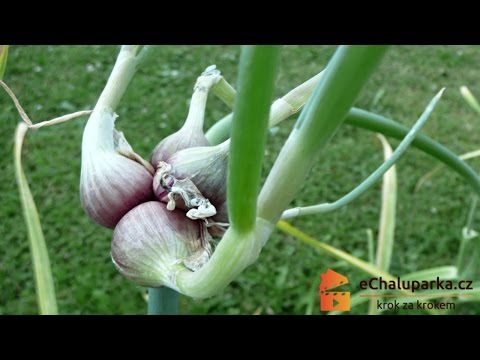 Video: Pestovanie Altajskej Cibule, Odstupňovanej Cibule A Pažítky