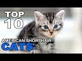 TOP 10 CUTE AND FUNNY AMERICAN SHORTHAIR CATS BREEDS の動画、YouTube動画。