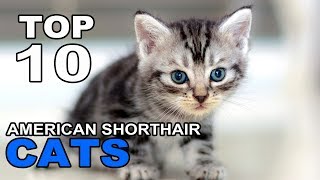 TOP 10 CUTE AND FUNNY AMERICAN SHORTHAIR CATS BREEDS