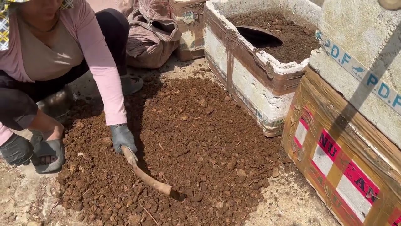 Saron lei tur ka sawngbawl dan #bougainvilleaflowers #gardening