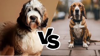 Saint Berdoodle vs  Bassador: The Mixed Breed Comparison