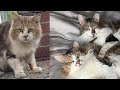 Shy street cat meets his grandpa