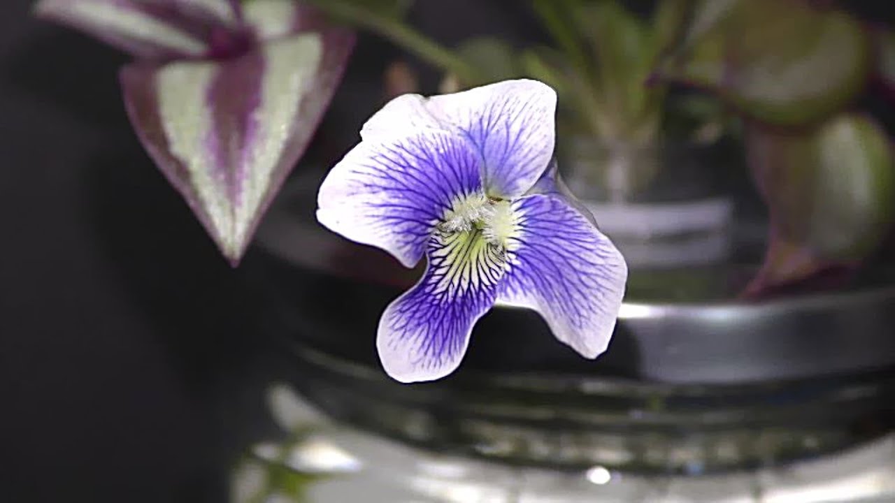 Violets Growing in Water 