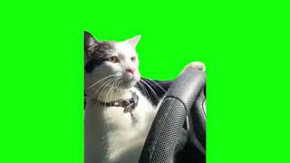 Green Screen Cat Driving A Car Meme